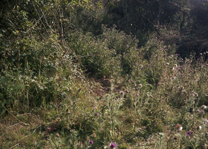 CURIOUS NATURE,&nbsp;FEB – APR 08, CB GALLERY   More Info &gt;&gt;